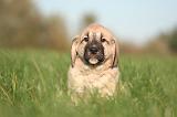 KANGAL 139